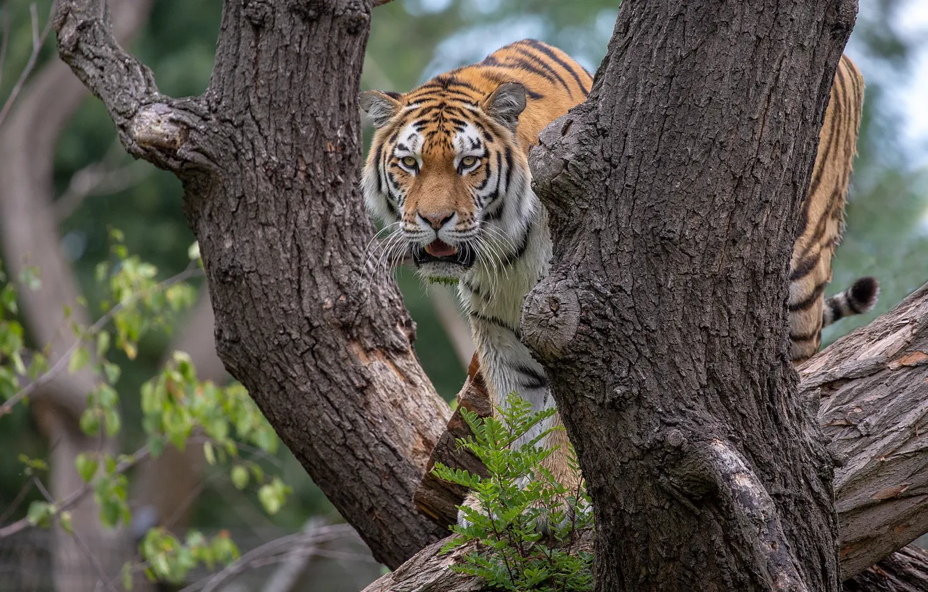 Фото обои взгляд, природа, тигр, дерево, стволы, бревно