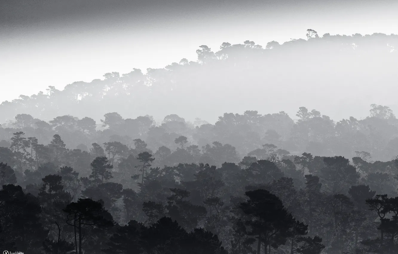 Фото обои trees, fog, black and white, mist, b/w, rainforest