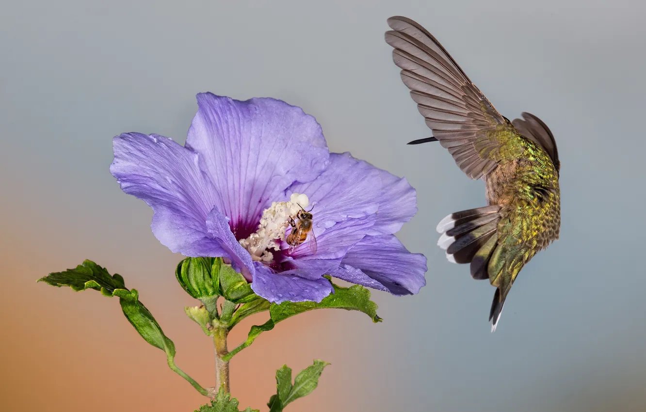 Фото обои цветок, макро, пчела, колибри