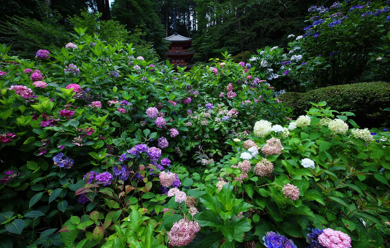 Фото обои цветы, природа, сад, пагода, кусты, гортензия