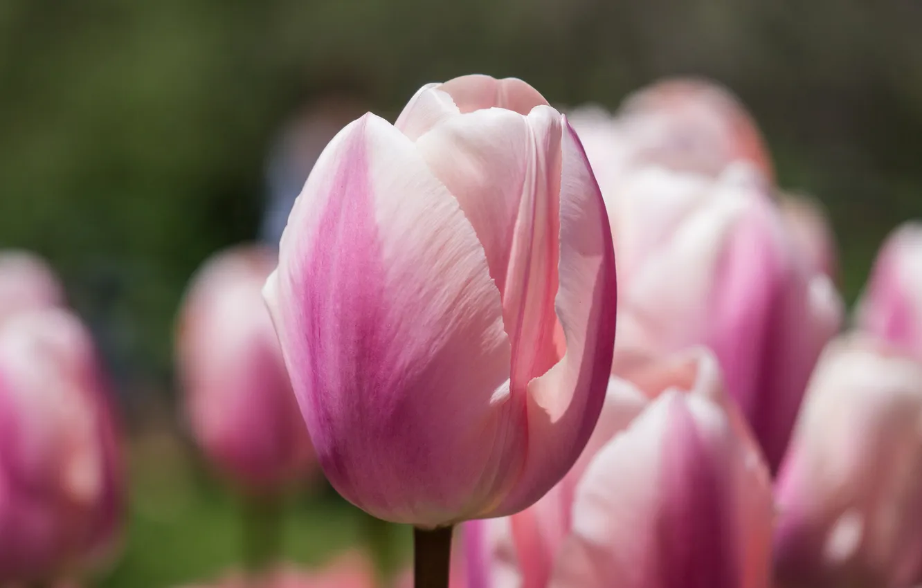 Фото обои розовый, тюльпан, фокус, Эприкот Гиант