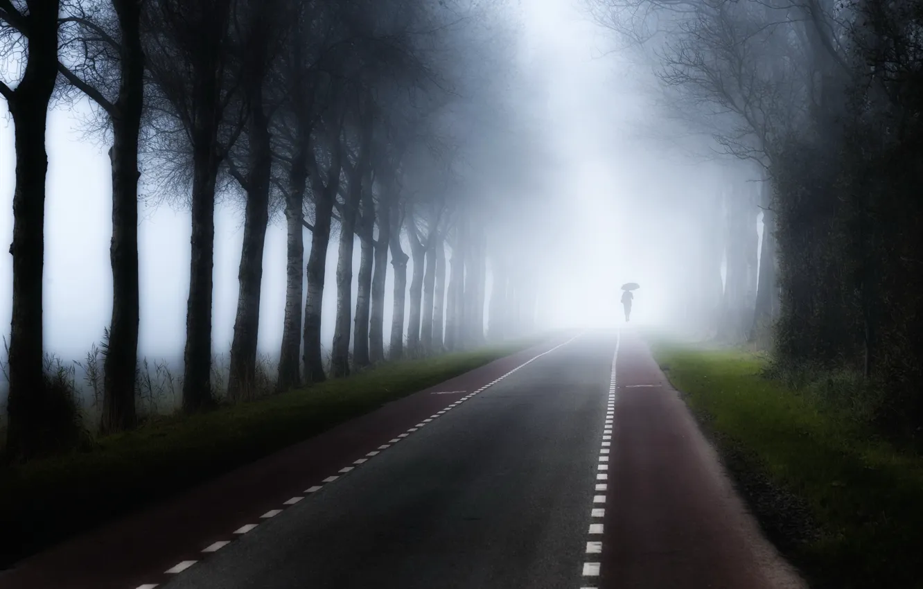 Фото обои дорога, деревья, туман
