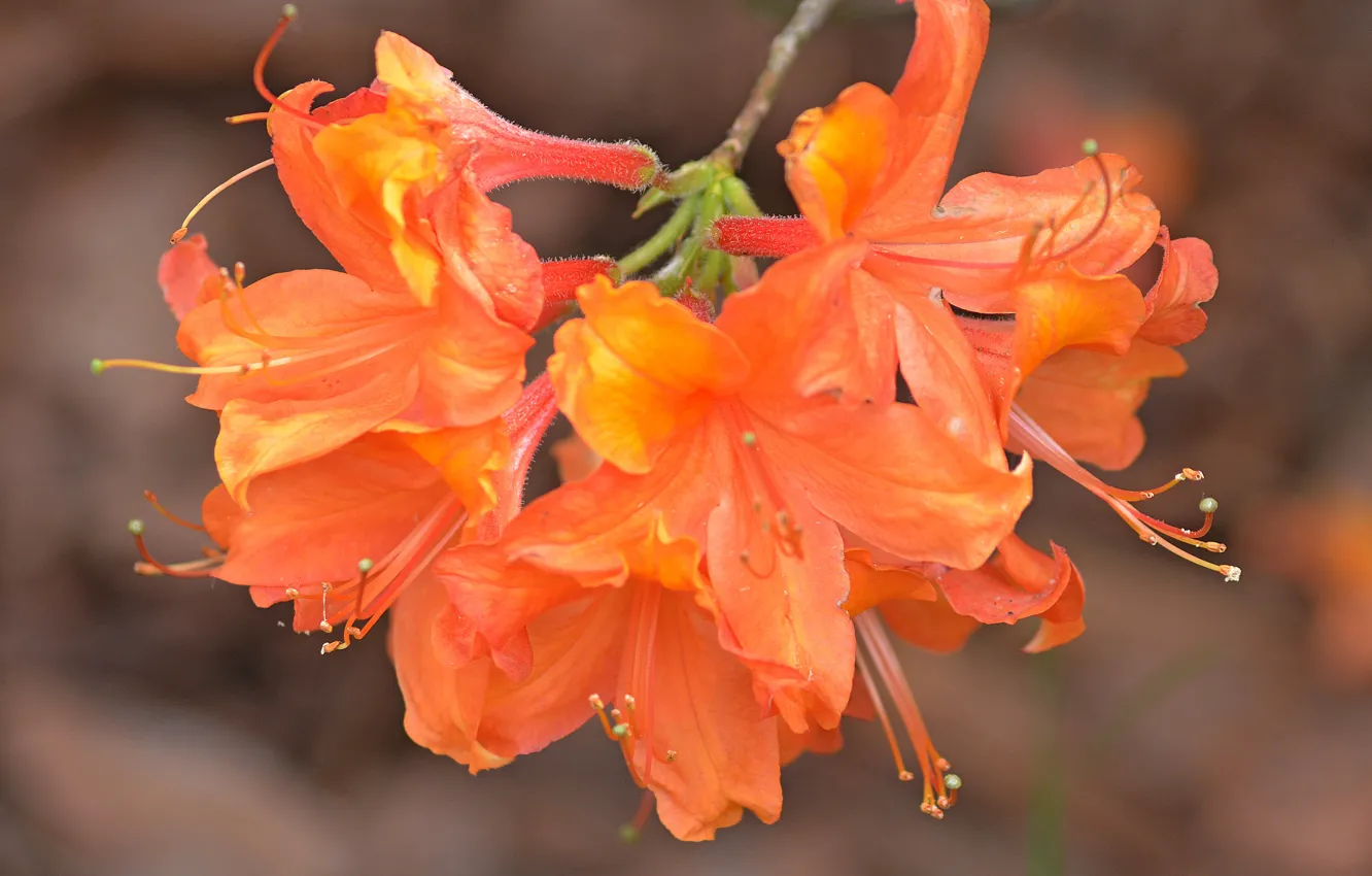 Фото обои Flowers, Ветвь, Оранжевые цветы, Orange flowers