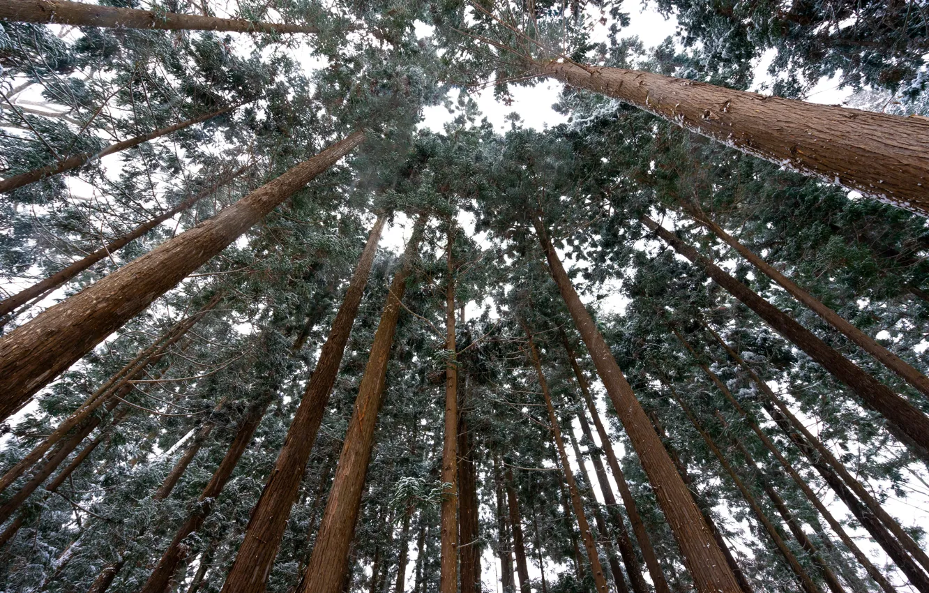 Фото обои Japan, forest, winter, Hokkaido