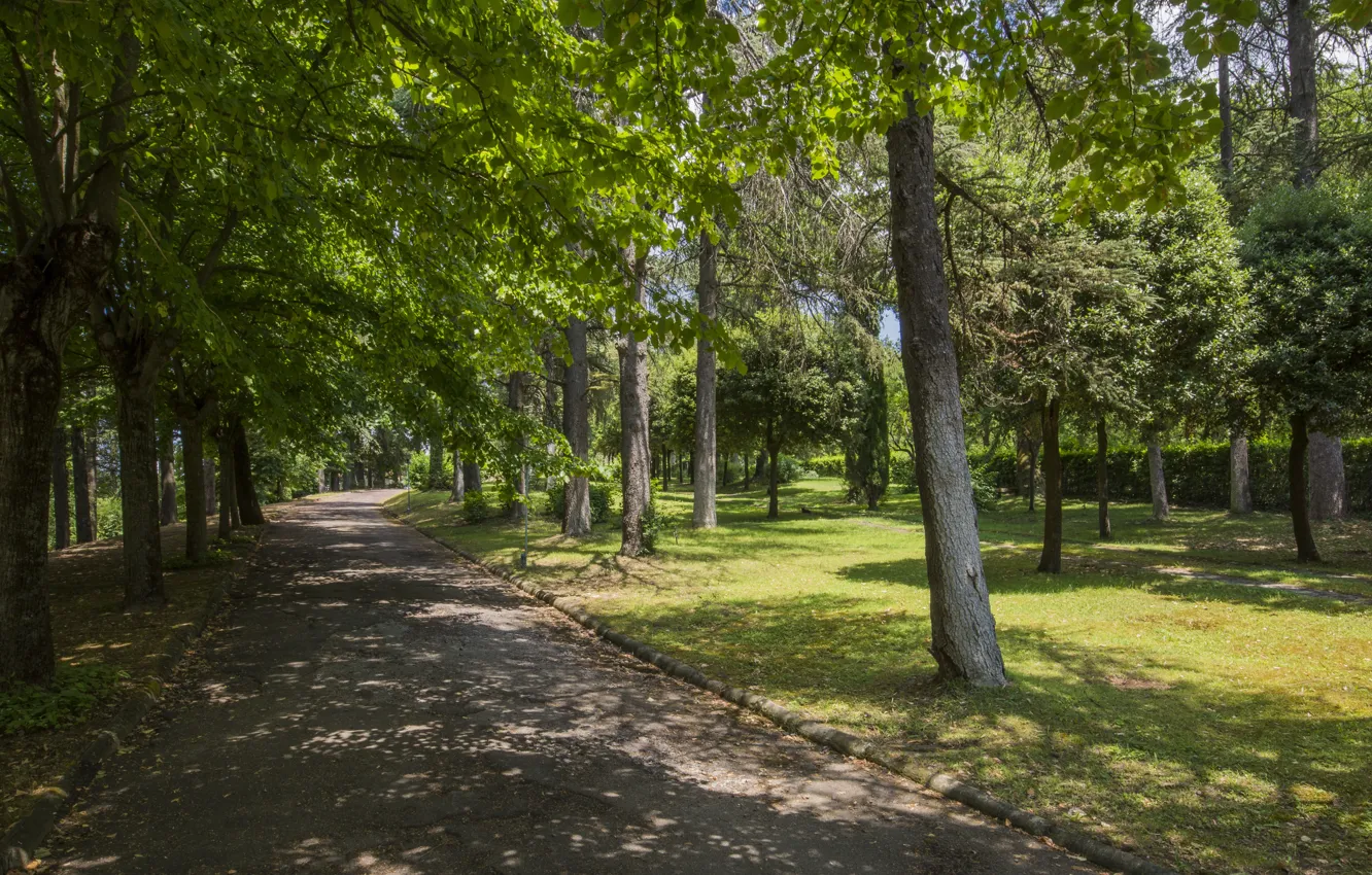 Фото обои деревья, парк, италия, tree, italy, arezzo