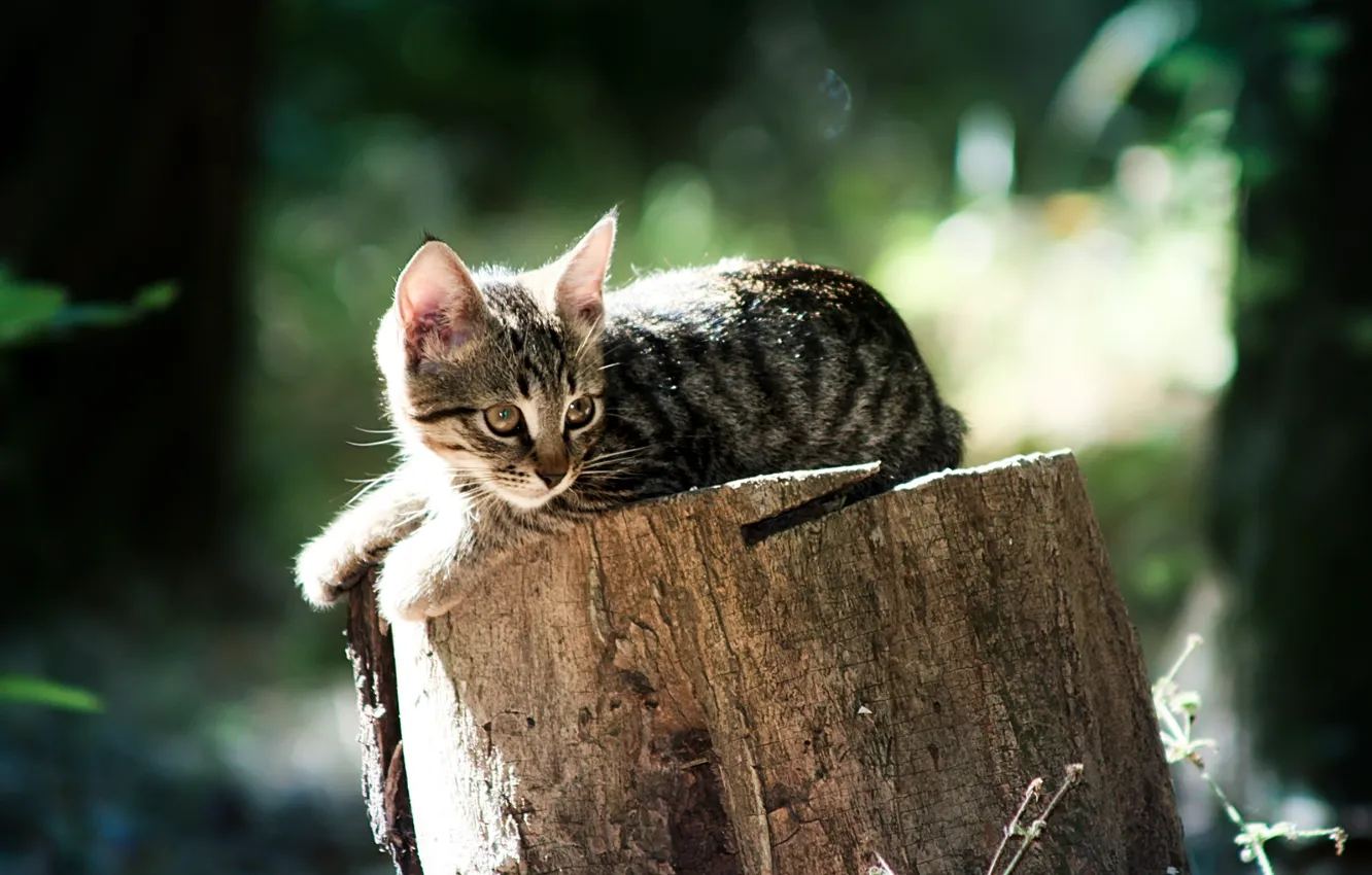 Фото обои животные, кошки, коты, пушистые