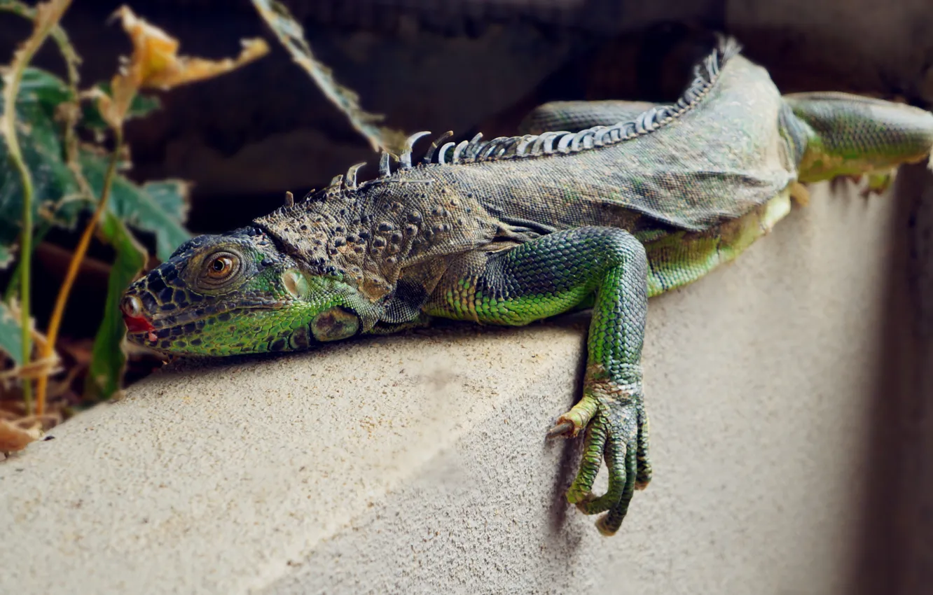 Фото обои wallpaper, animal, lizard, magnificent, high, splendid, resolution
