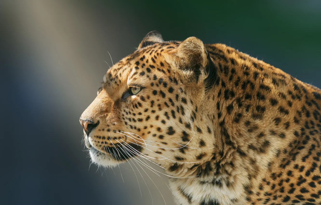 Фото обои морда, фон, портрет, леопард, профиль, дикая кошка, Олег Богданов