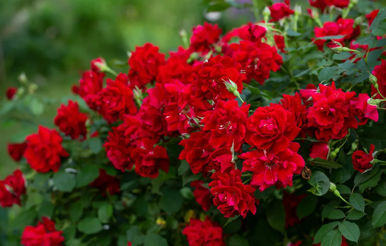 Фото обои цветы, розы, сад, красные, розовый куст