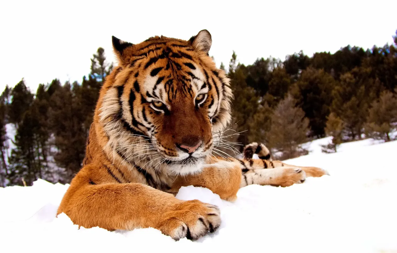 Фото обои зима, лес, взгляд, морда, снег, тигр, лапы, серьёзный