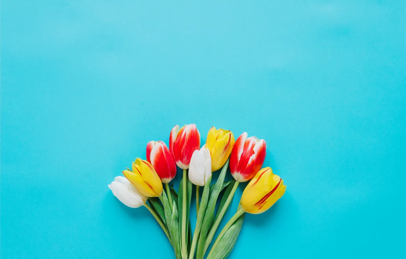 Фото обои цветы, colorful, тюльпаны, fresh, flowers, tulips, spring