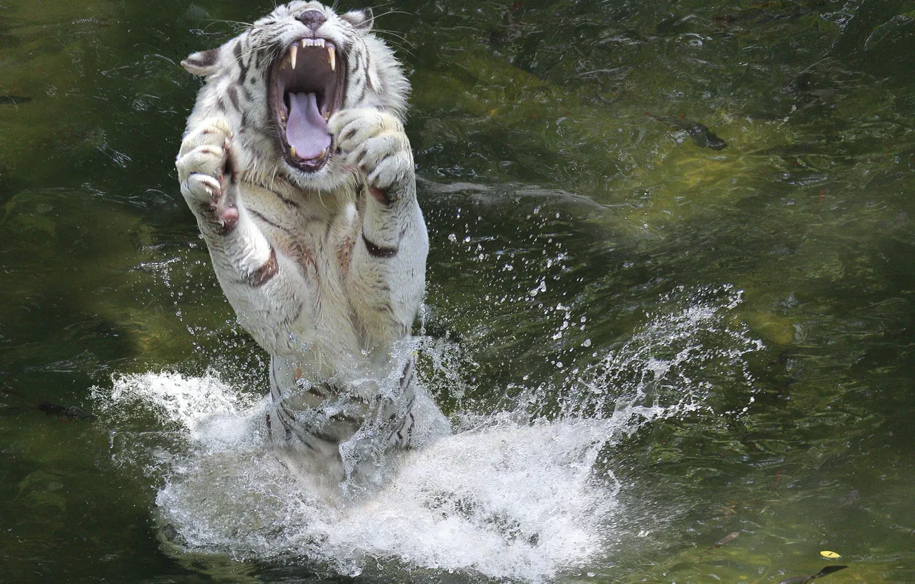 Фото обои вода, брызги, животное, лапы, пасть, белый тигр