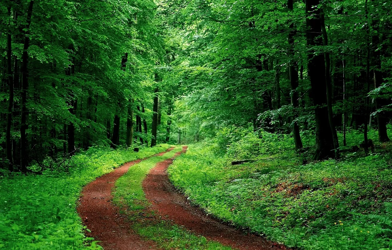 Фото обои green, road, tree, forrest, ambience