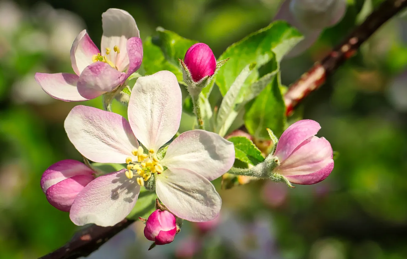 Фото обои природа, весна, Яблоня, цветение