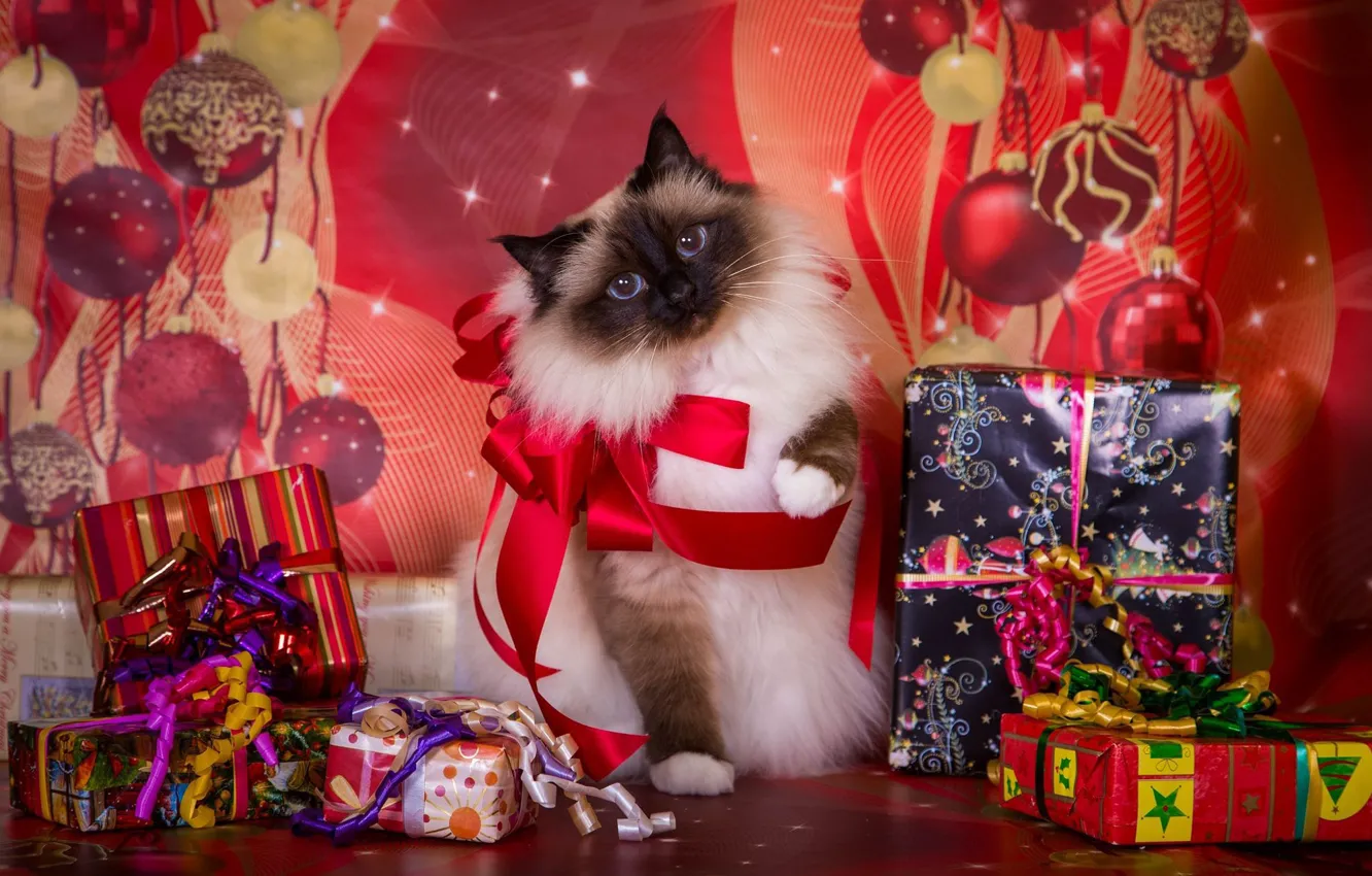 Фото обои кошка, фон, праздник, новый год, рождество, подарки, бантики, коробки