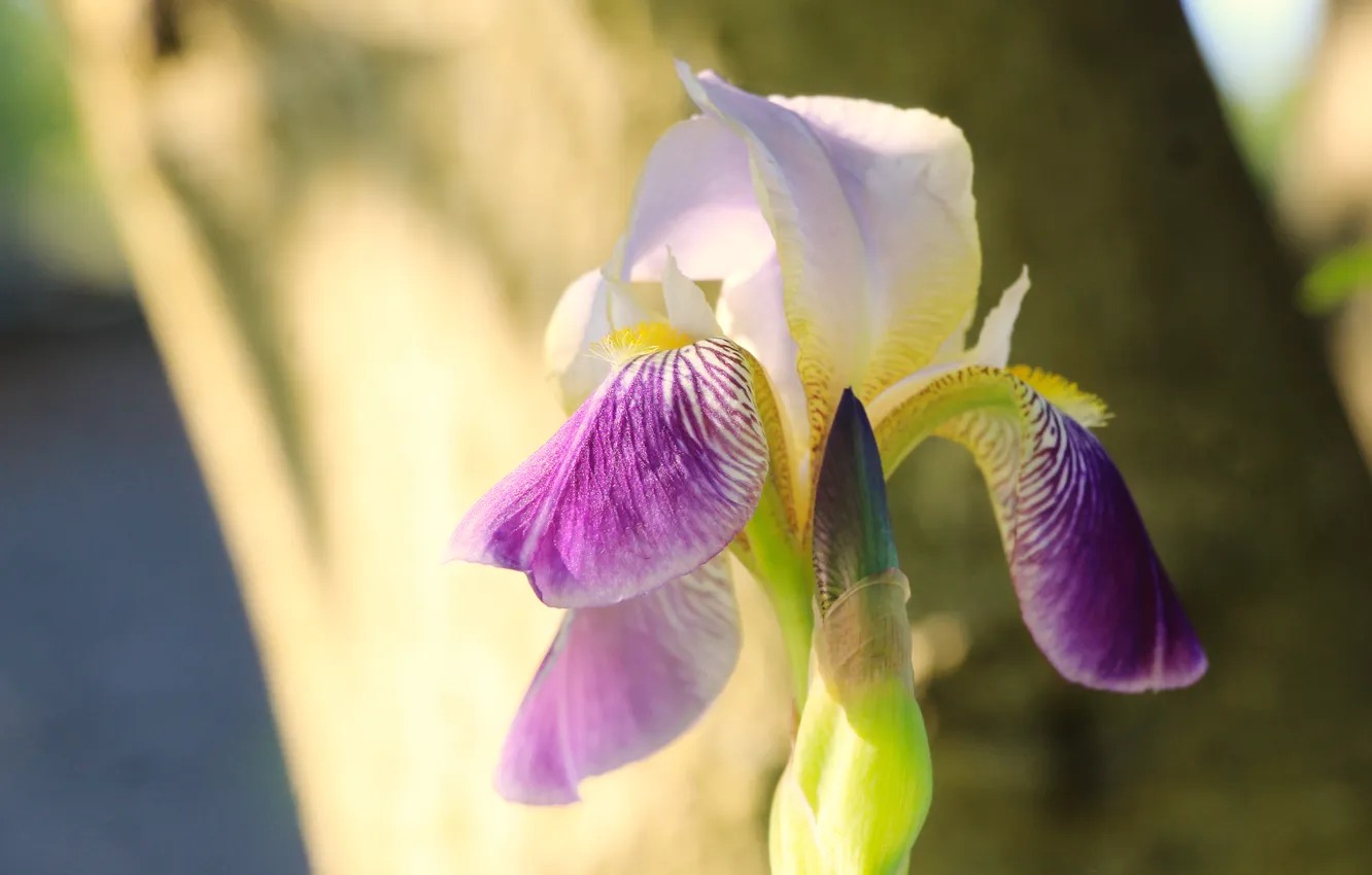 Фото обои flower, spring, lily