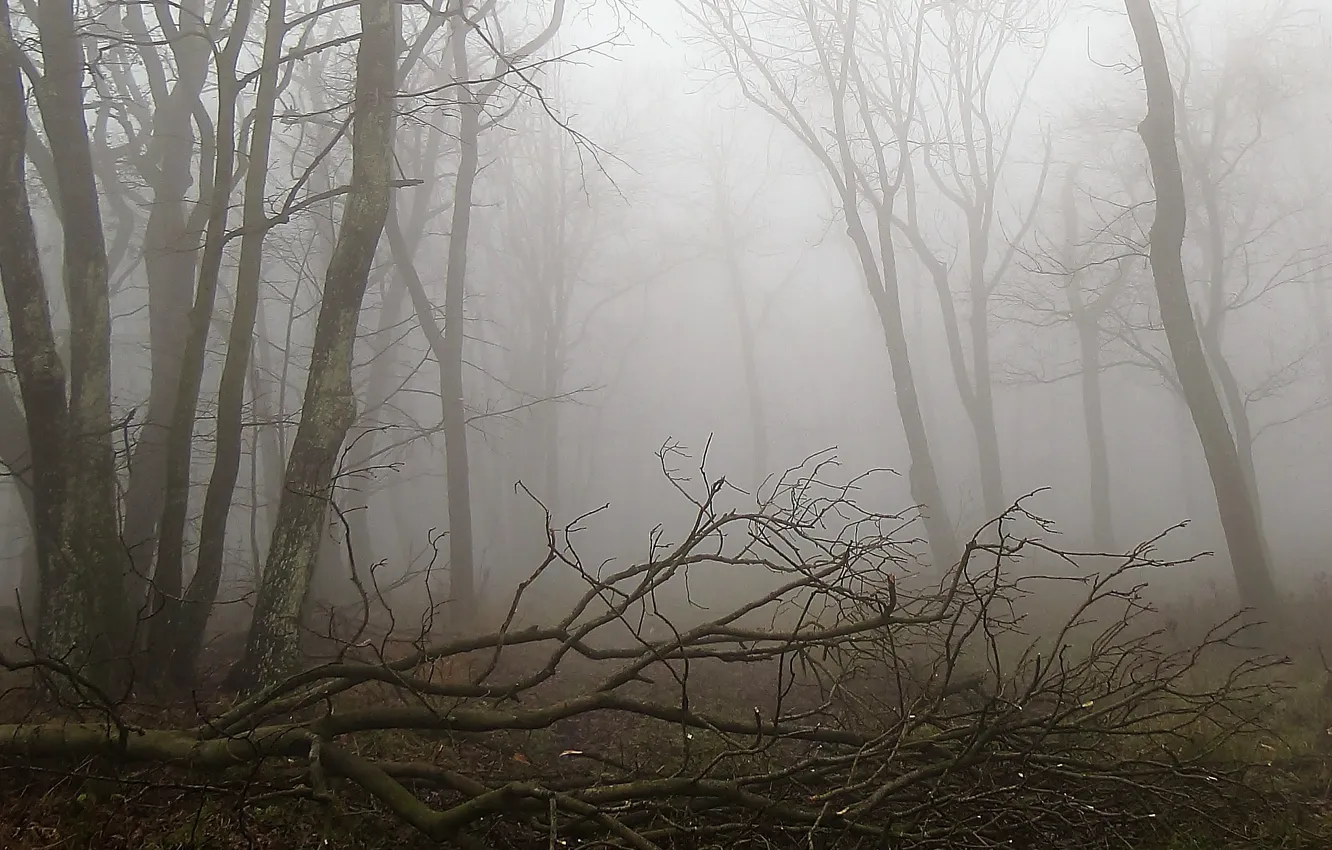 Фото обои лес, туман, Осень, forest, autumn, fog