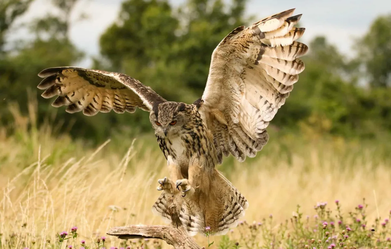 Фото обои Сова, Птица, Owl