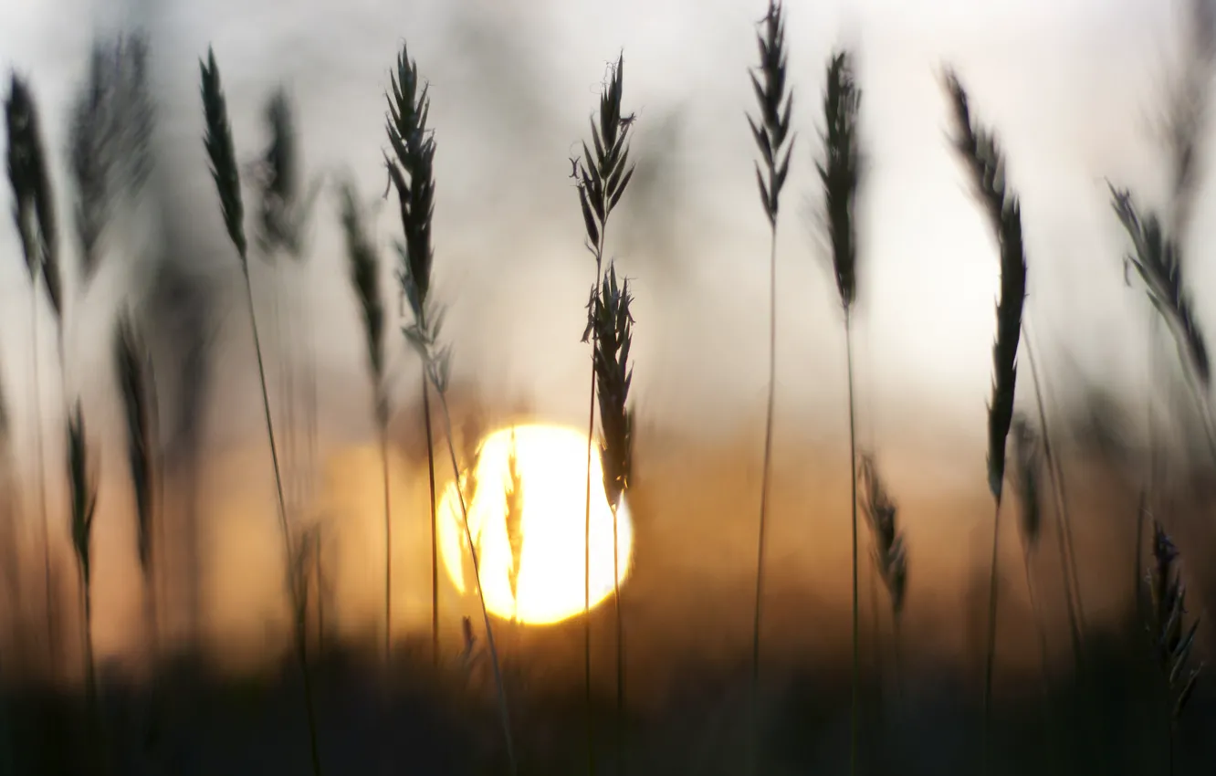 Фото обои трава, солнце, закат, колоски