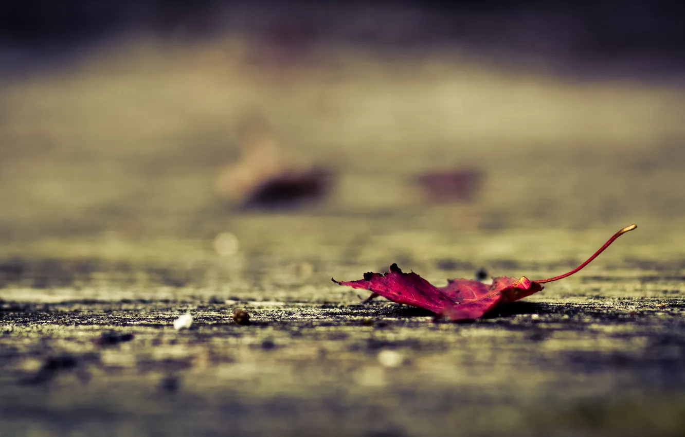 Фото обои осень, макро, красный, лист