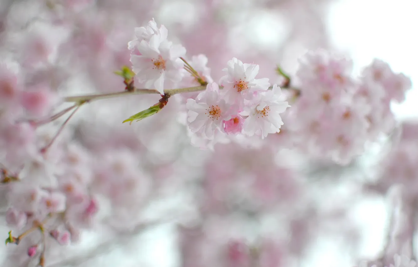 Фото обои цветы, весна, сакура, ветвь