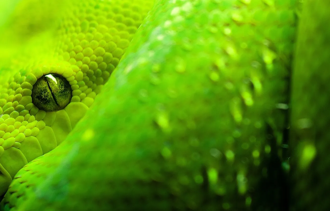 Фото обои зеленый, Змея, питон