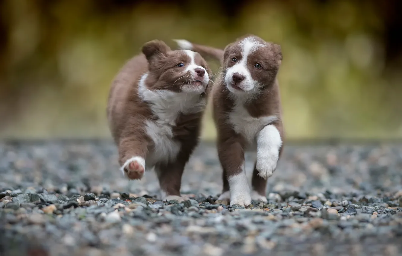 Фото обои бег, два, щенка