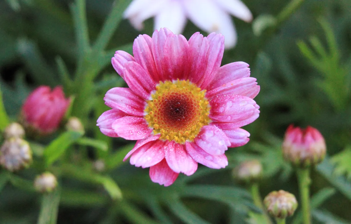 Фото обои flower, pink, garden