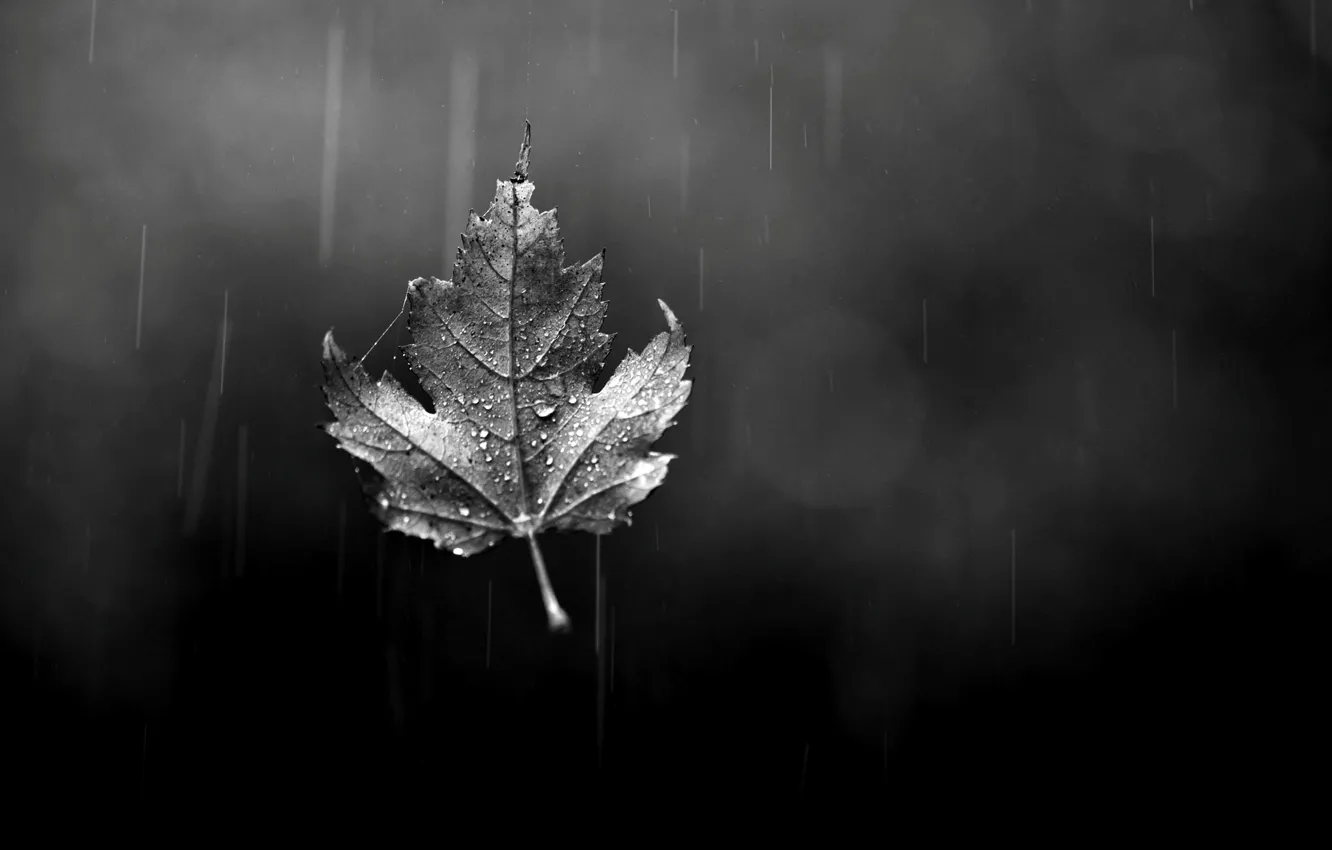 Фото обои осень, стекло, капли, лист, дождь, листик, черно-белое, боке