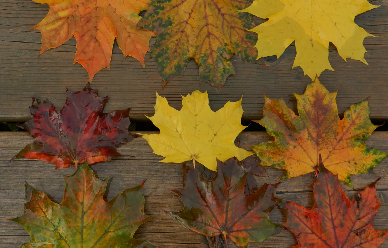 Фото обои осень, листья, макро, доски, клен