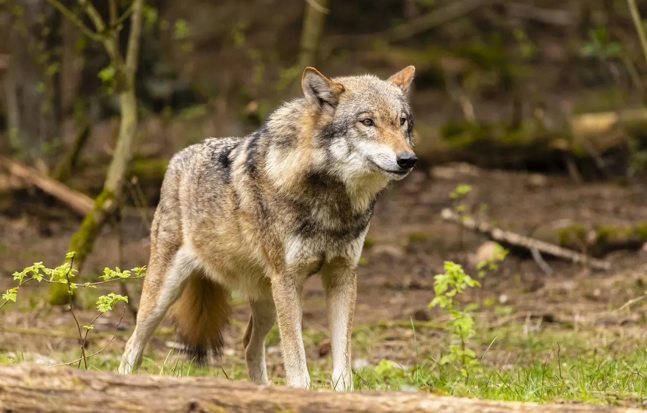 Фото обои nature, predator, animal, wolf, wildlife, portrait, portrait., Canis lupus. face