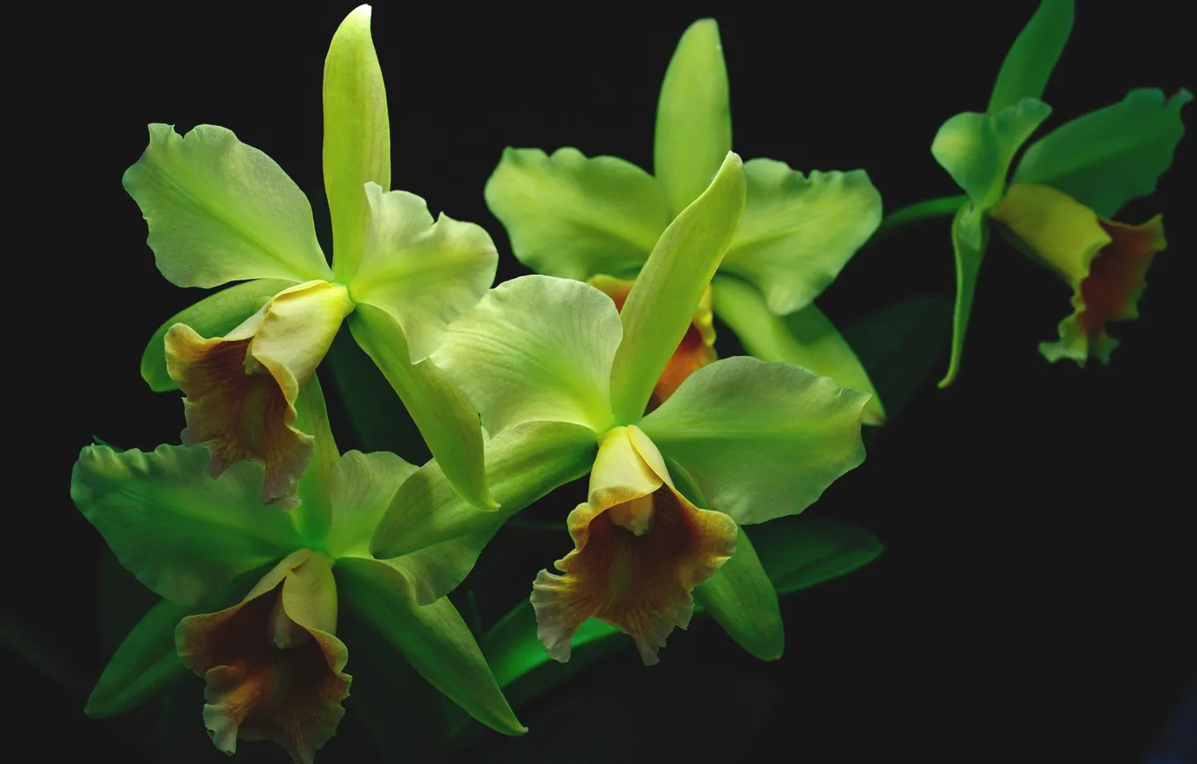 Фото обои зеленый, ветка, экзотика, орхидея