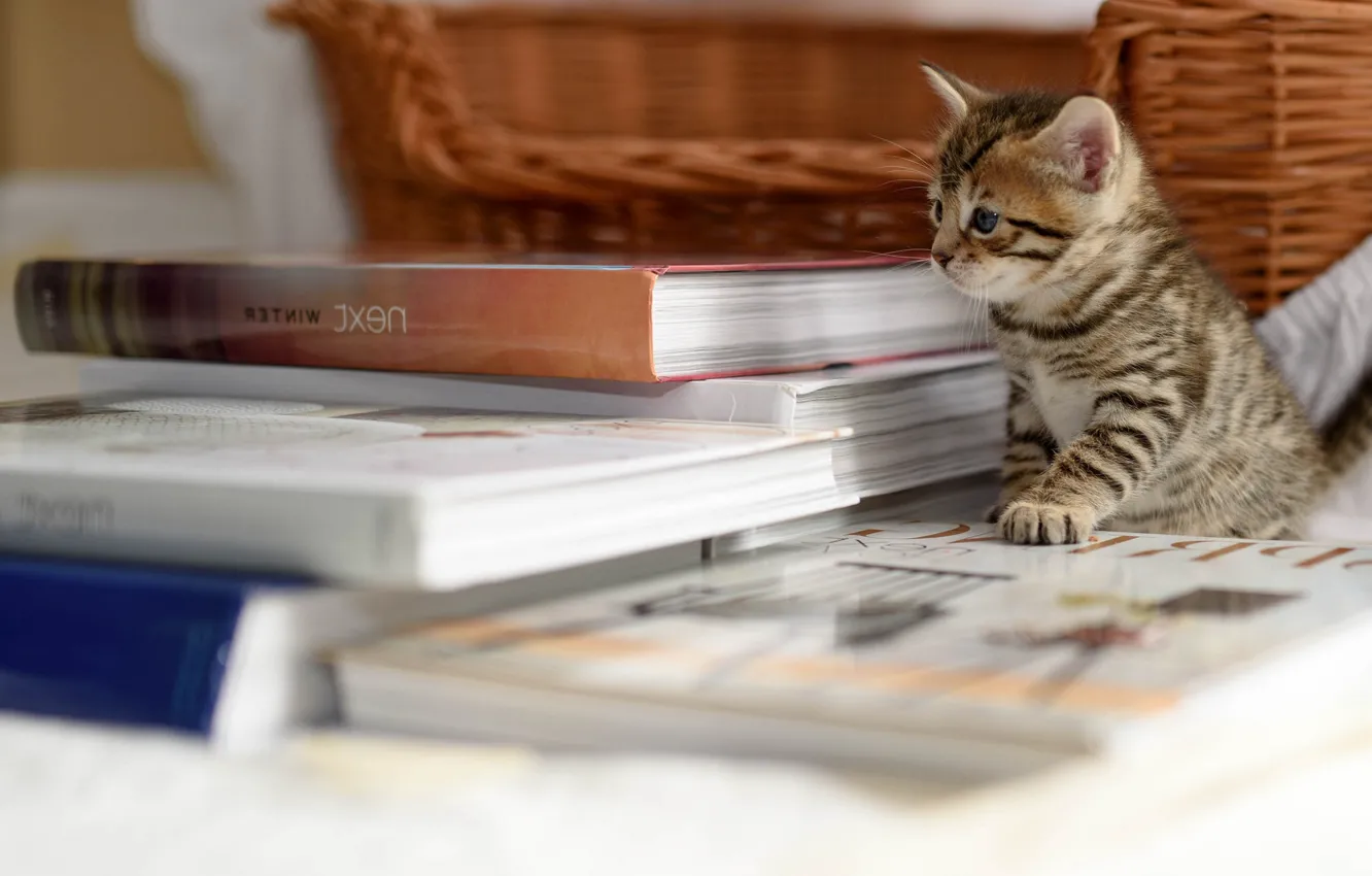 Фото обои корзина, книги, на столе, полосатый котёнок