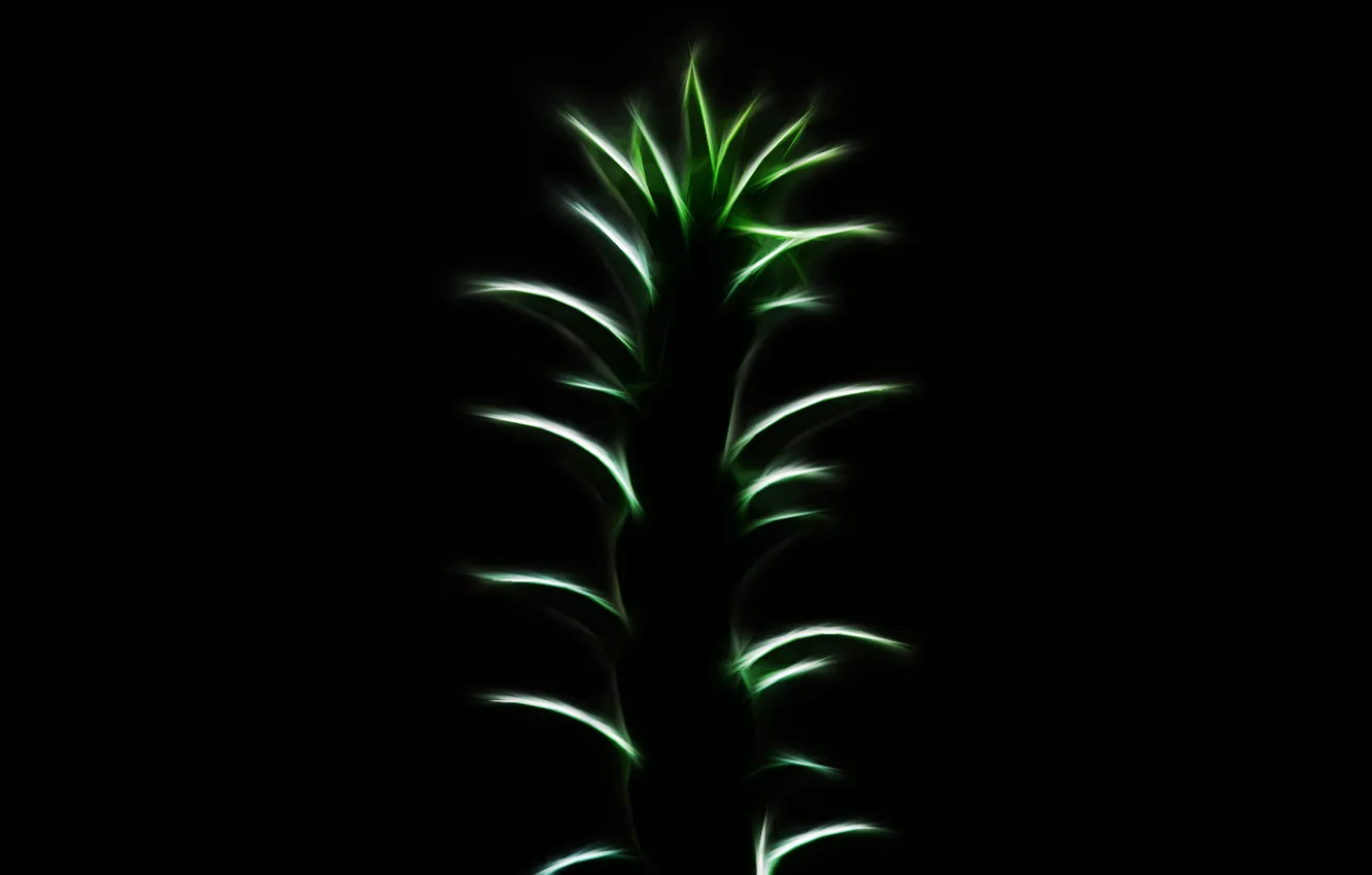 Фото обои растение, лепестки, зелёное, чёрный фон