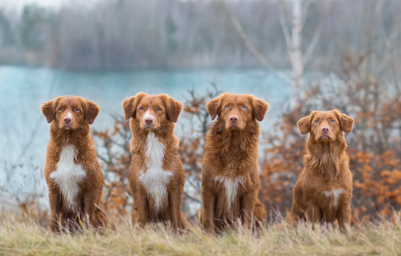 Фото обои осень, собаки, трава, взгляд, природа, берег, рыжие, компания