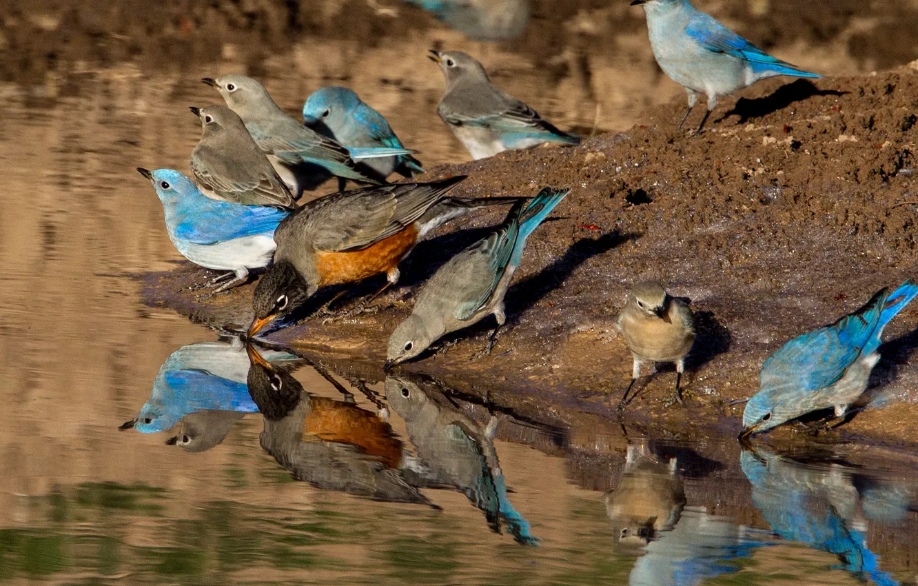Фото обои вода, птицы, странствующий дрозд, голубая сиалия