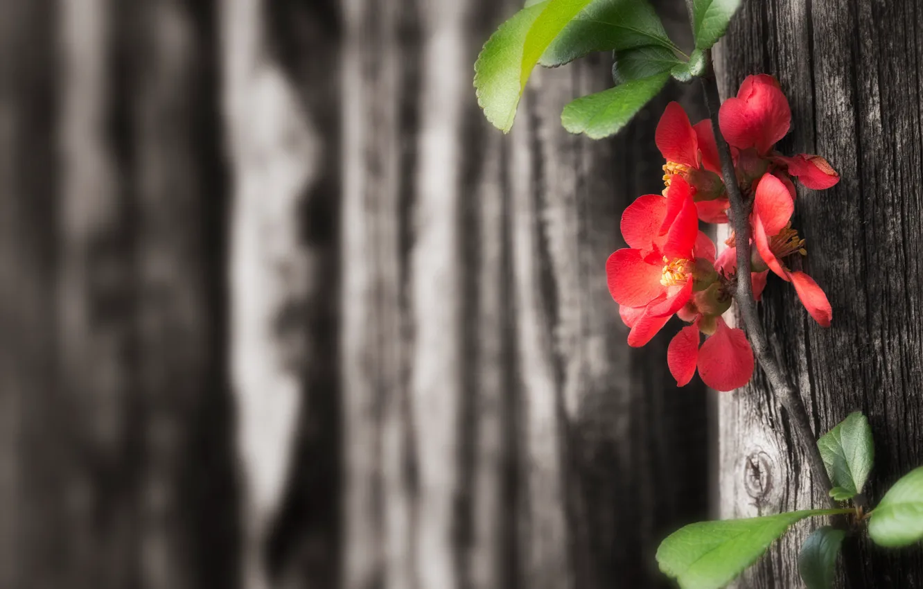 Фото обои ветки, красный, минимализм