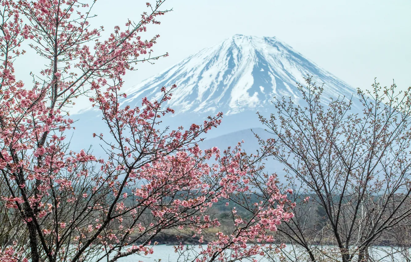 Фото обои гора, вулкан, Япония, сакура, Fuji