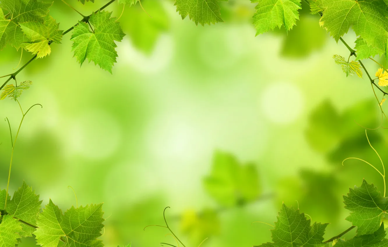 Фото обои зелень, листья, ветки, блики, фон, боке