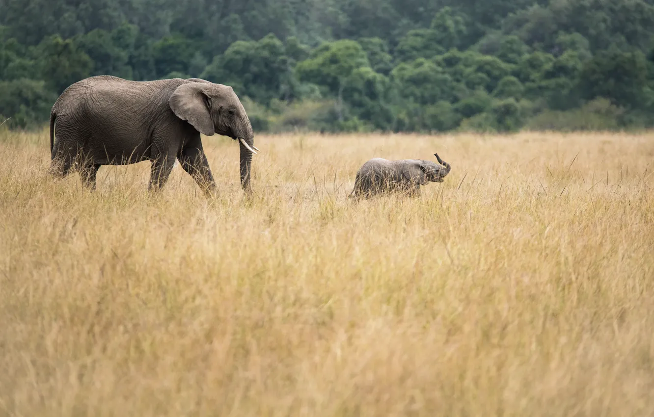 Фото обои elephants, baby elephant, african elephants