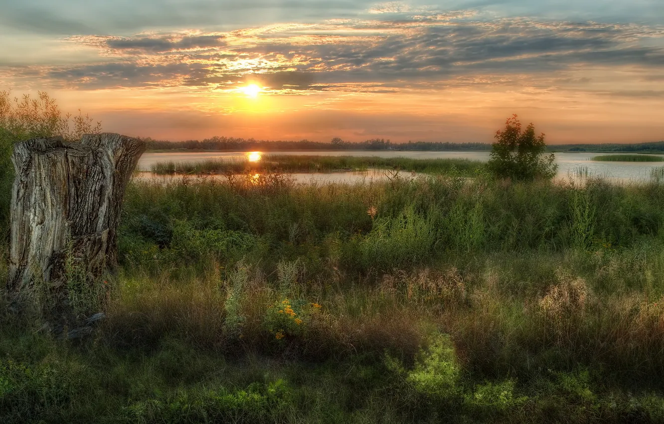 Фото обои трава, солнце, закат, озеро, пень, вечер