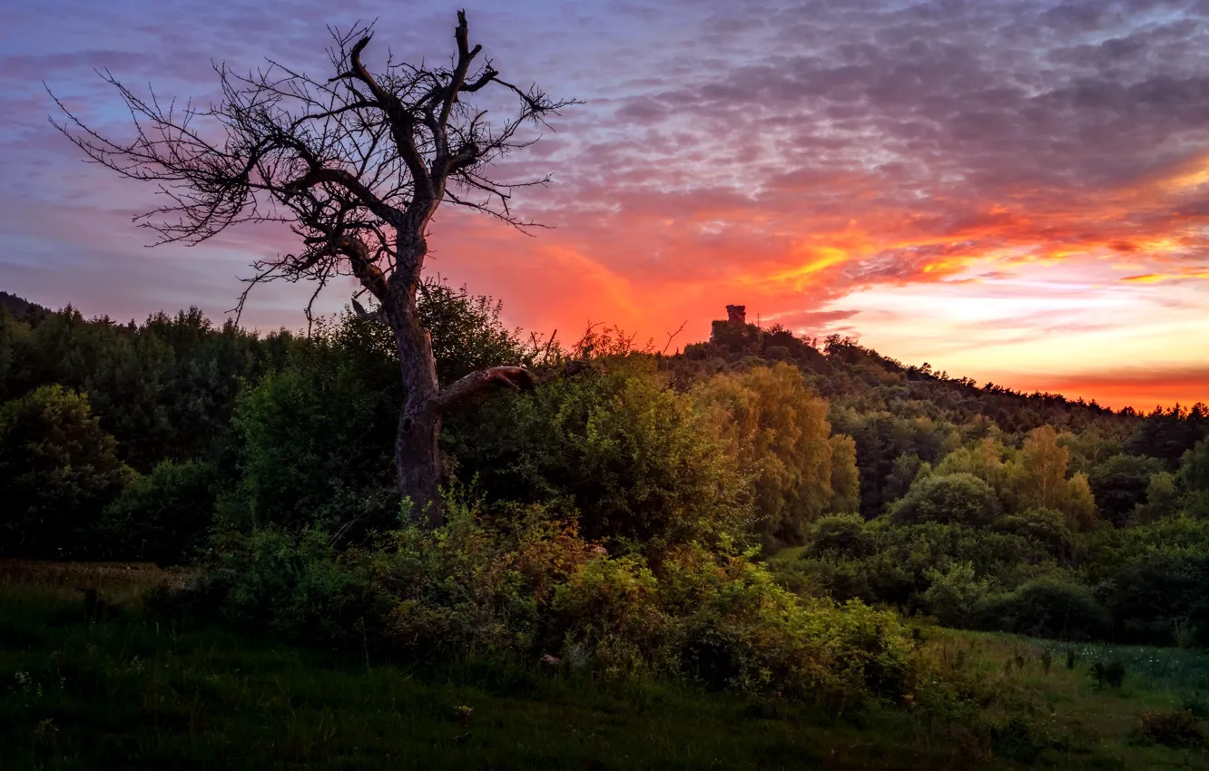 Фото обои закат, дерево, Germany, Rhineland-Palatinate, Busenberg