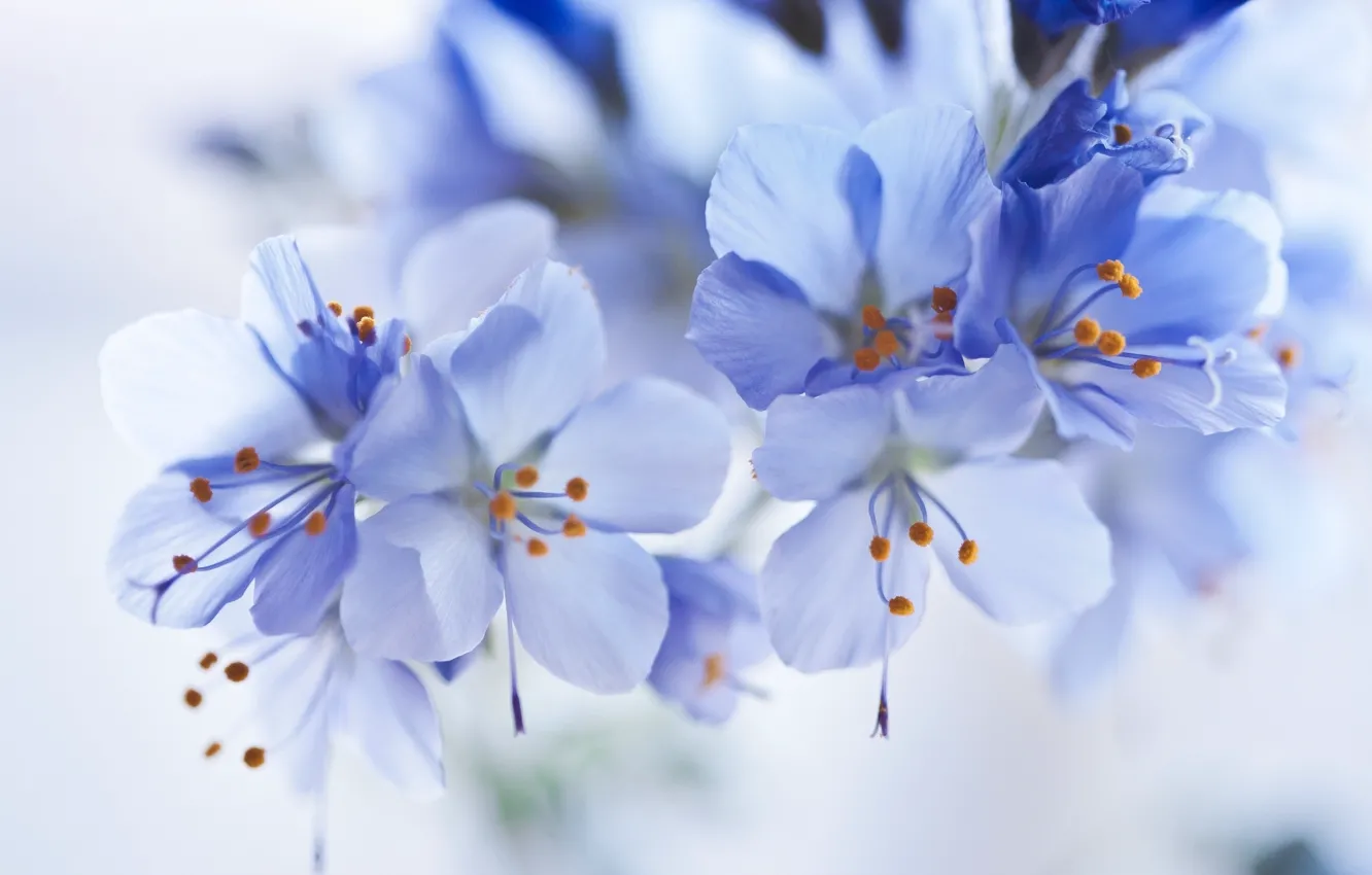 Фото обои макро, цветы, голубой, нежность, красота, бутон