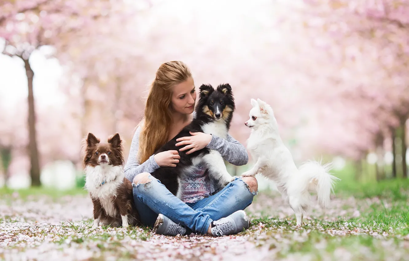 Фото обои собаки, девушка, настроения, друзья