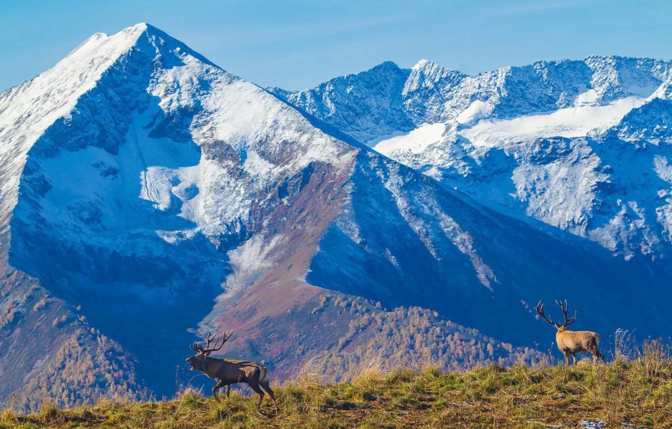 Фото обои снег, вершины, Горы, склон, горные животные