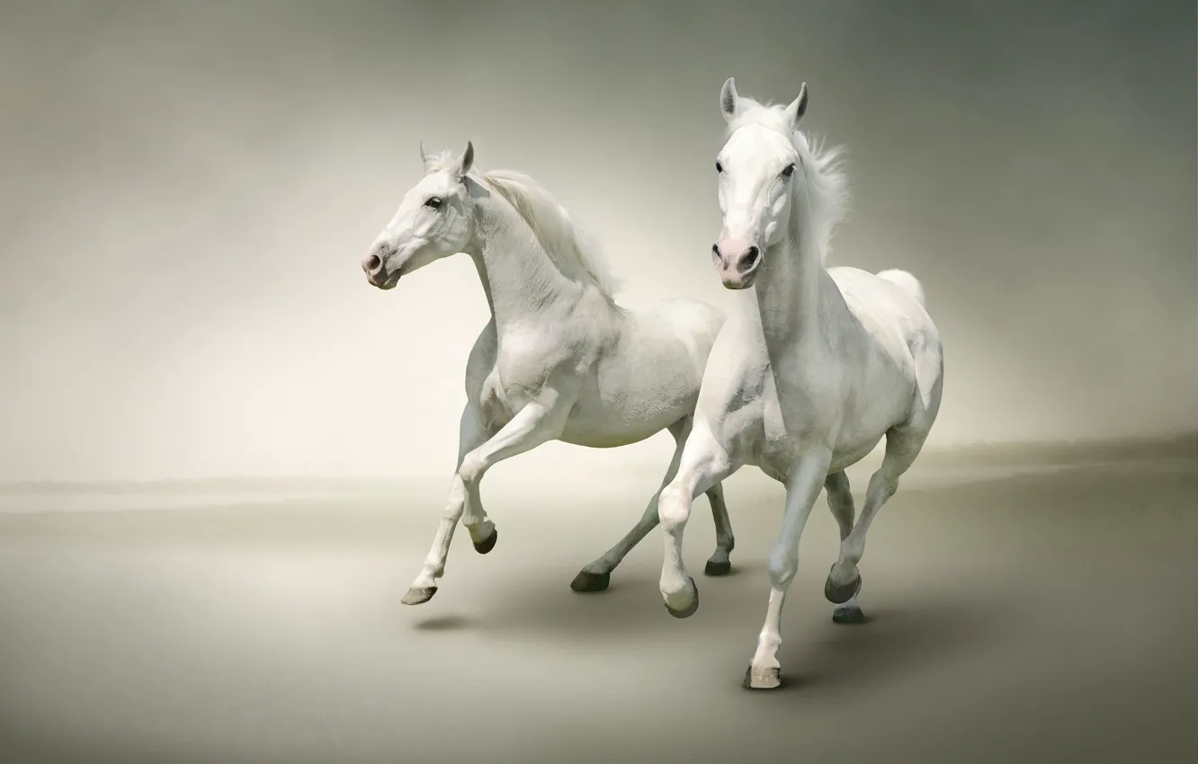 Фото обои две, кони, лошади, пара, белые, дуэт, светлый фон, два