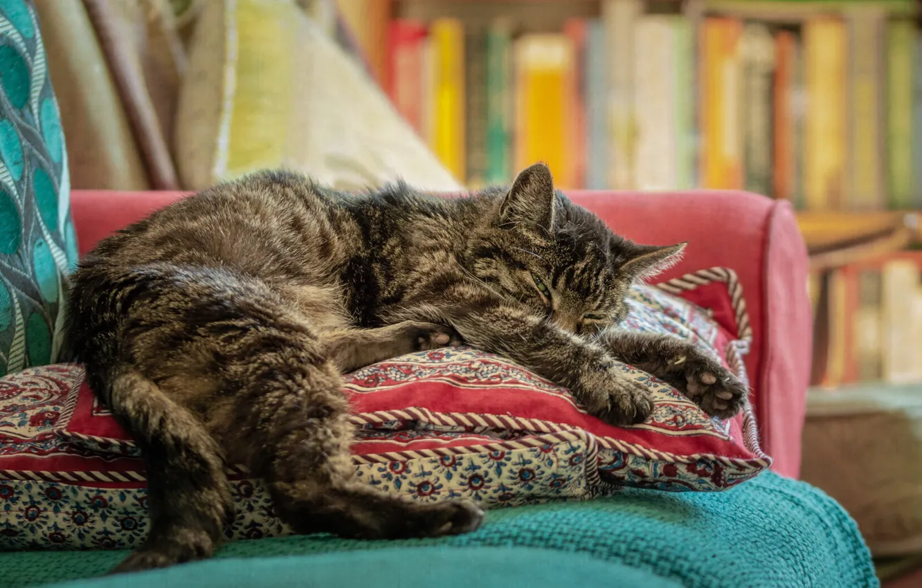 Фото обои кошка, кот, диван, подушки, лежит