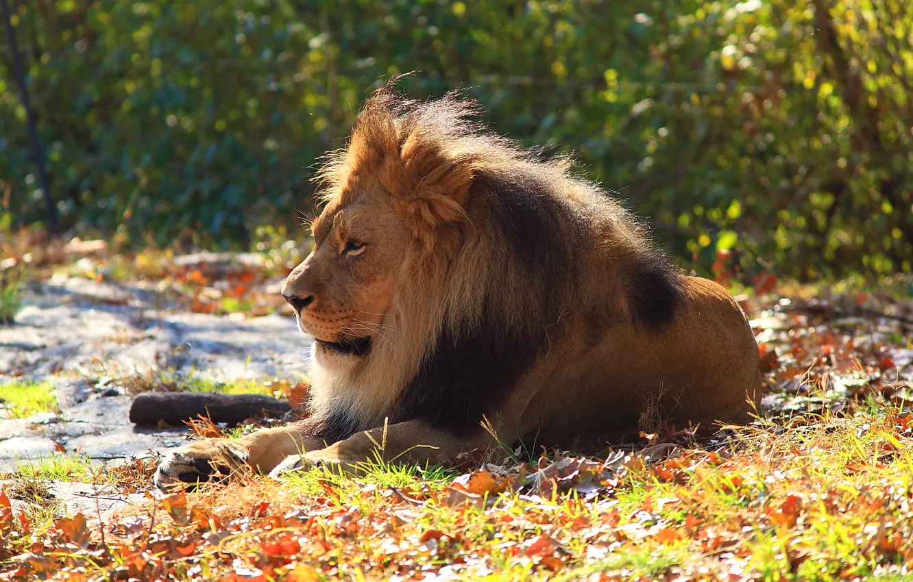 Фото обои отдых, хищник, лев