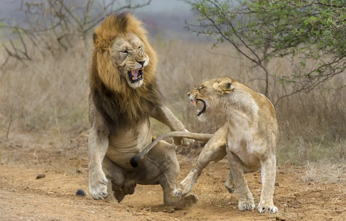 Фото обои lion, fight, lioness, attack