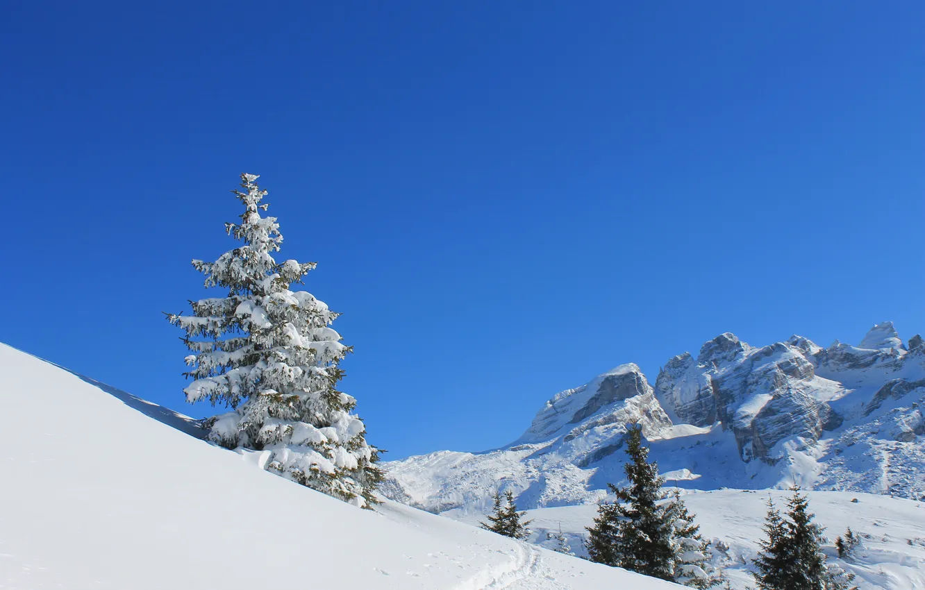 Фото обои зима, небо, снег, горы, следы, дерево, ель, склон